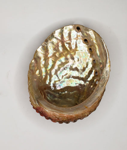 Abalone Shells 3 to 4 Inch - Rachel Virginia Collection 