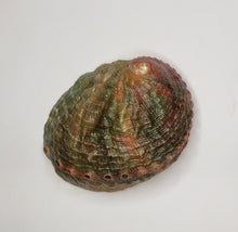 Abalone Shells 3 to 4 Inch - Rachel Virginia Collection 